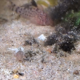 今朝のダイショウブダエの画像