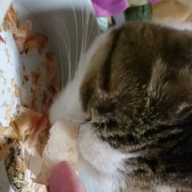 かつぶしの画像