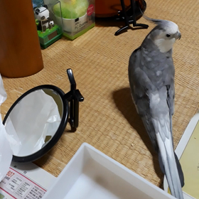 料理好きっ？！の画像