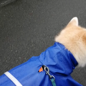 計測スマホ昨日の☔で水没で計測無し。今朝は☔が降ったり止んだりでダラダラ散歩でした。新規計測アプの画像