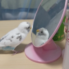 誰？誰？の画像