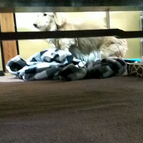 アキさんの寝床作りの画像