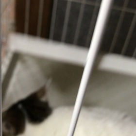 多頭飼育レスキュー【4月9日】夜の画像