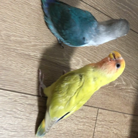 はじめまして、ブルボンの画像