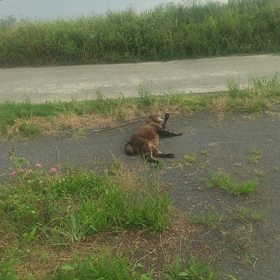 うちの関連施設でクラスターが発生しましたの画像