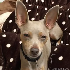 申年 おめでとうございます！パワーストーンで開運♫の画像