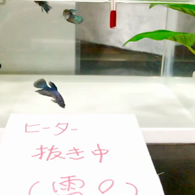 落雷で、危機一髪の画像