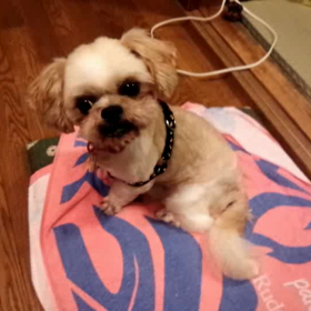 トライアル④とミンミンの画像