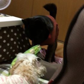 奈々ちゃんとモモの画像