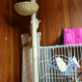 負け続きの花ちゃん(T-T)の画像