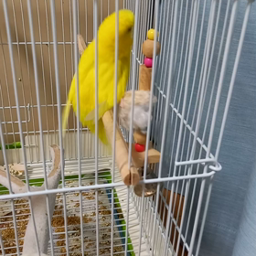 ちろの好きなおもちゃの画像