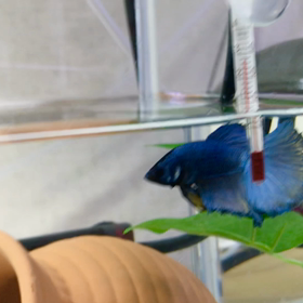 ナイト君とキラ君フレアリングの画像