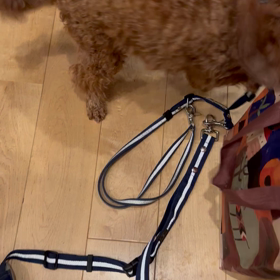 ペロタン　大歓迎の画像