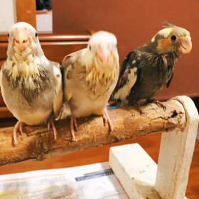 オカメインコ里親募集中の画像