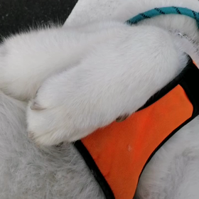 何か久しぶりの好天気下の朝散歩❗未来丸もゴロ寝の腹出しなぜなぜを喜んでいました。「本土並み」の画像