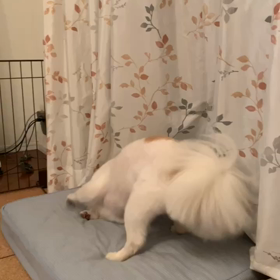 まめ太とむぎの力関係？の画像