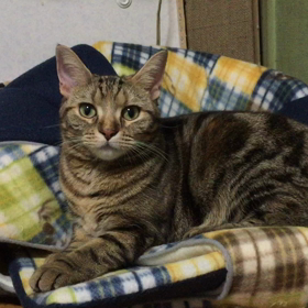 飛び出すベッド！？の画像