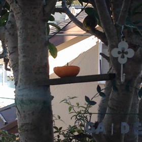 ぴーちゃんの画像