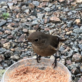 ジョウビタキ⑮ジョビとだいぶ距離が縮まったの画像