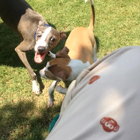 富津のドッグランの画像