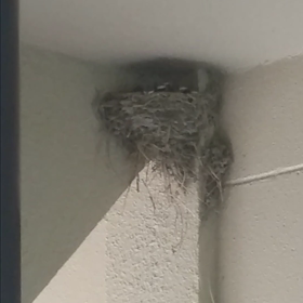 つばめの観察日記39日目(^-^)②の画像