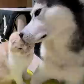 アイス猫の画像