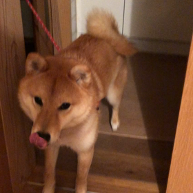 返事するよ　Shiba saying “Yes”の画像