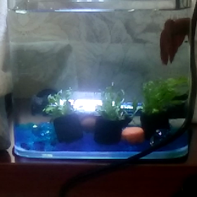 4/12のベタの画像