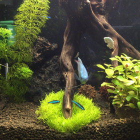 少しだけ大きな水槽に別居の画像