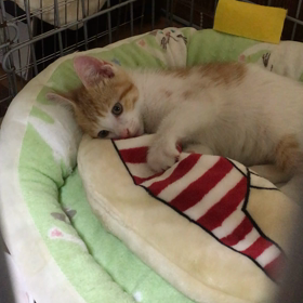 名前はまだないの画像