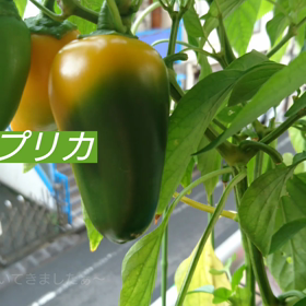パプリカが色づいてきたぁ～の画像
