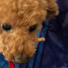 ワンコ運動会⁉️の画像