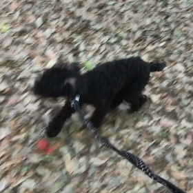 ♪お散歩動画♪砧公園♪の画像