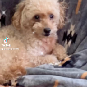 愛犬ちゃんとTikTok♪シリーズ‼️の画像