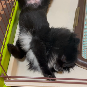 2021年11月10日　下痢の画像