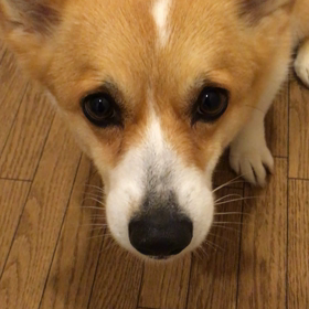 The☆GOUDATU!!©️下僕Bさんの画像