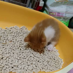 アンジュのチビちゃんトイレ成功！の画像