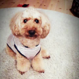 cocoの一芸の画像