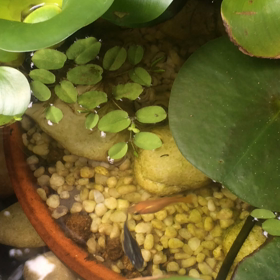 ダルマメダカちゃんのご飯タイムの画像