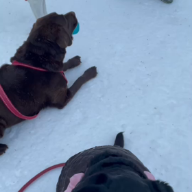 チャコはオヤツに負けない子の画像