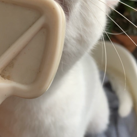 連れて来られても困ります⬅︎保健所の画像