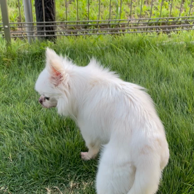 夕方のチワシュウ愛のリトルガーデンの画像