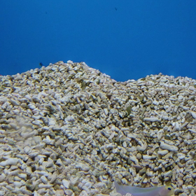 癒された♡の画像