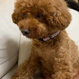 おやすみなさい(_ _).｡o○の画像