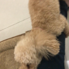 メス犬 ルビーの画像