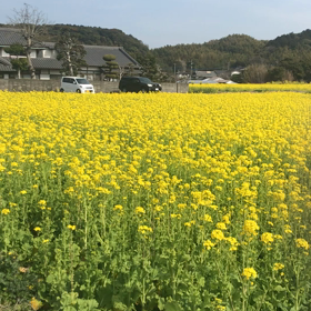 360度菜の花畑♪♪円の中心で^ - ^の画像