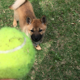 第1回テニスボールよろしければ持っておいで選手権の画像