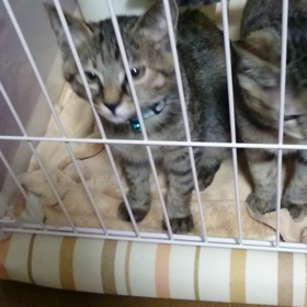 はじめてのおかかにぎりの画像