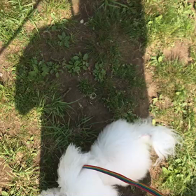 ♪お散歩動画♪代々木公園♪①の画像