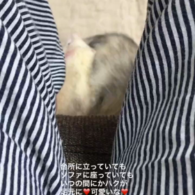 足元にハク♡の画像